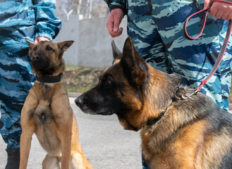 Police service dogs to protect the public from criminal attacks. German and Belgian shepherd in the cynological service of the police of the Russian Federation.