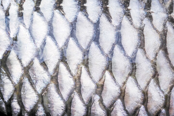 Fish scale texture of common silver carb  , nature animal skin patterns abstract background