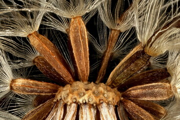 Confused Michaelmas Daisy (Symphyotrichum novi-belgii). Achenes Closeup
