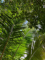 Naklejka premium palm tree leaves