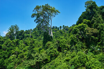 Amazing scenic view tropical forest with lush tree crowns on blue sky background.