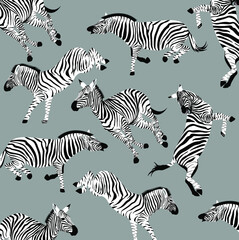Fototapeta na wymiar Zebras pattern wildlife for print media