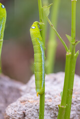 Green tea worm  are eating leaves in the garden background.
