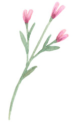 Hand drawn watercolor flowers and leaves.