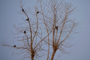 Empty tree with two lonely birds save nature theme