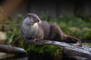 old world otter