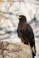 striated caracara