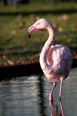 Fototapeta premium Flamingo