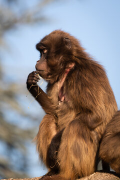 Gelada