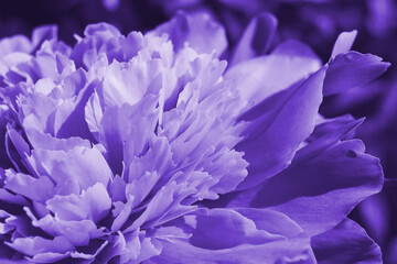 Violet wallpaper or backdrop from flower petals. Deep purple tinted floral background. Peony flowering close-up. Dark lilac natural pattern