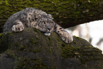 Snow leopard