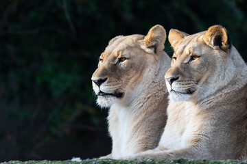 Lion