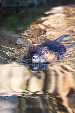 Coypu
