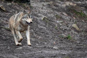 eastern timber wolf © Cloudtail