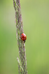 Ladybug