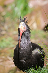 Northern bald ibis