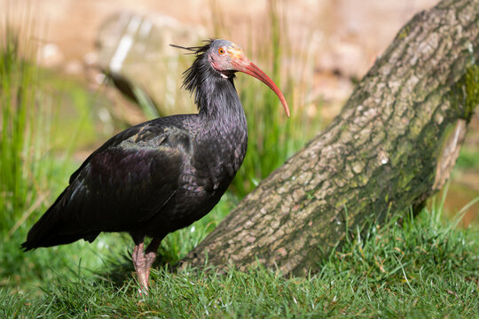 Northern bald ibis