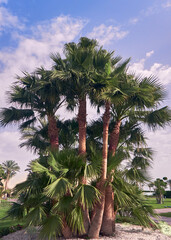 Fototapeta na wymiar palm trees grow on the coast of the red sea