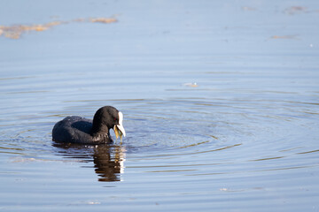 Common moorhen