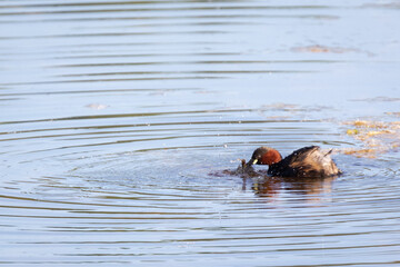 Fototapeta premium Little grebe