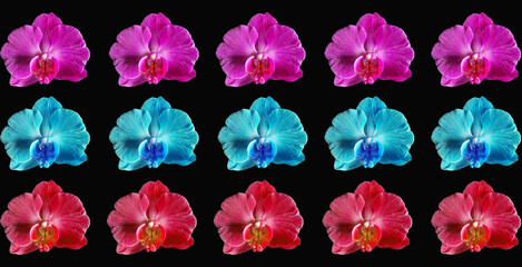 Orchid flowers of different colors isolated on black background. Purple, red and blue orchid on a black background.