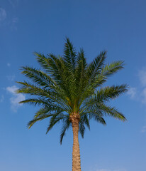 Obraz premium palm tree growing against the blue sky