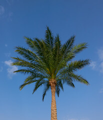 Obraz na płótnie Canvas palm tree growing against the blue sky