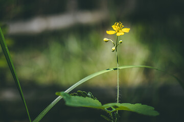 one small yellow flower, on a blurred background. flower on the stem. selective focus.