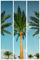palm trees grow on the coast of the red sea