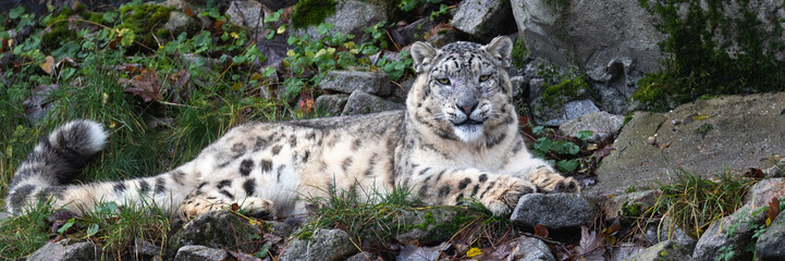 Snow leopard