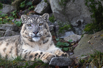 Fototapeta na wymiar Snow leopard