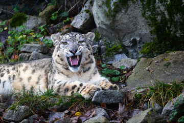 Snow leopard