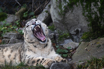 Snow leopard