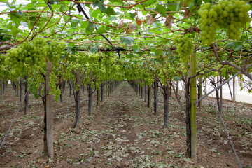 Vineyard cultivated in a greenhouse