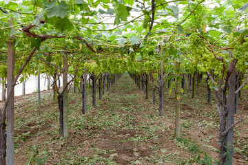 Vineyard cultivated in a greenhouse