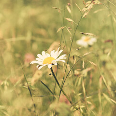  Nature background with wild flowers camomiles. Soft focus. Close up.