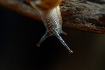 Closeup shot of isolated tropical snail tentacles with dark background showing texture. Selective focus. Tentacles function as navigator and environmental smell.