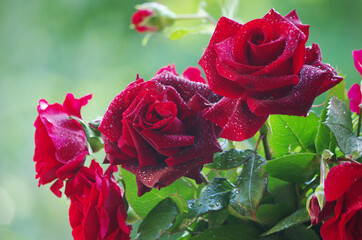 Red roses in dewdrops on a blurred background.Close-up.