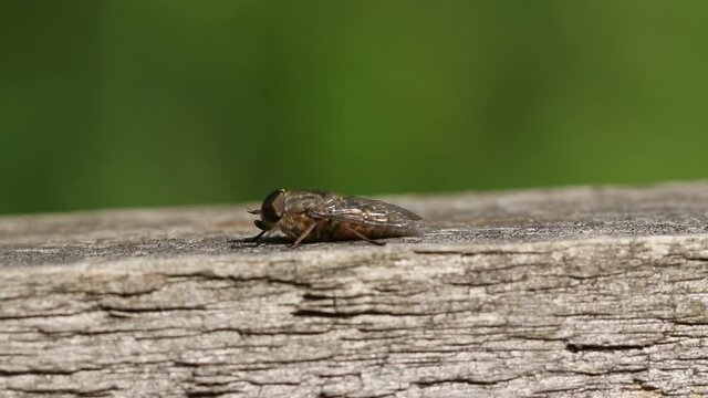 A Narrow-winged Horsefly, Tabanus maculicornis, walking around on a wooden fence.
