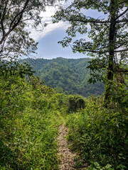 mountain landscape with trees
