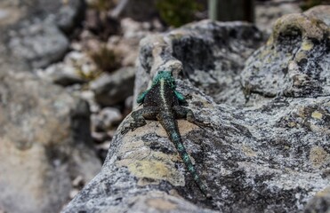 Horizontal shot of a black and green lizard on a rock and blurred background