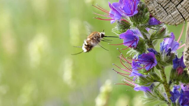 Slow motion behind the bank, among the vivid colors of the plant echium vulgare 
feeds (Bombylius major) is a fly from the Bombyliidae family, called bee flies