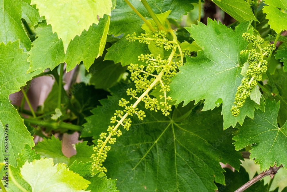 Sticker closeup shot of a green grape plant with leaves in a garden