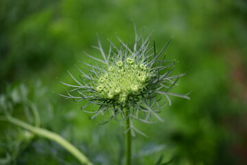 人参の花、白い花、葉や花の蕾は天麩羅おいしい。家庭菜園、畑、野菜、イメージ素材