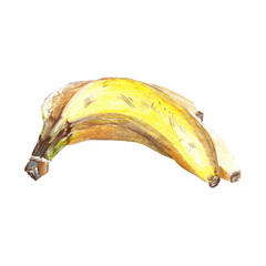 Banana hand drawn colored pencils painting on white background isolated illustration