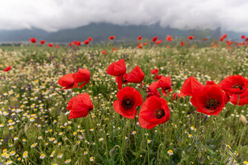 Close up of red poppies in the field