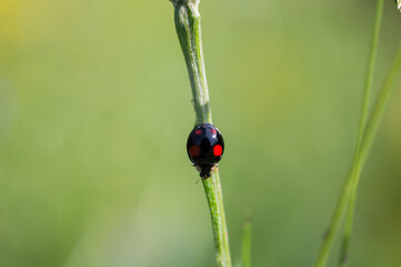 Black and red ladybug