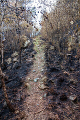 Steep track trough scorched plants after a wildfire.