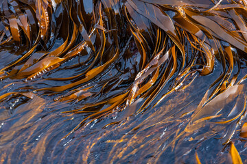 Oarweed in clear sea water in Norway © Tobben-PHOTO