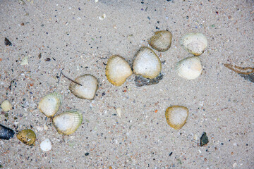shell on a white sand beach